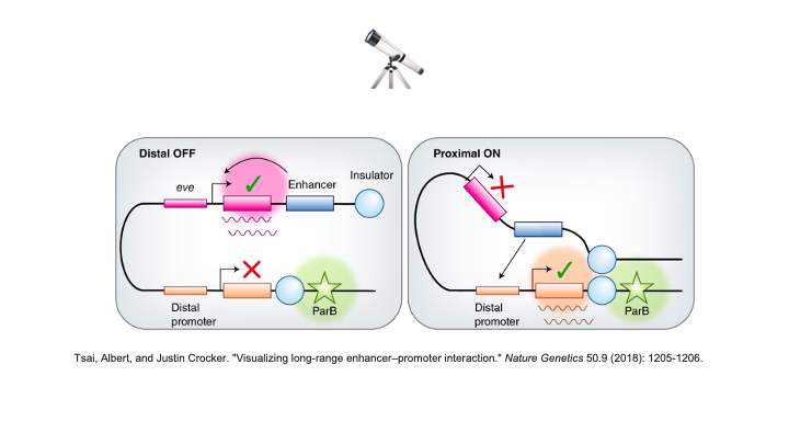 DNA folding and coiling enables distal base pair interactions