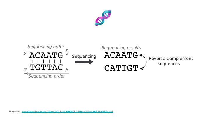 Reverse complement strands carry equivalent information